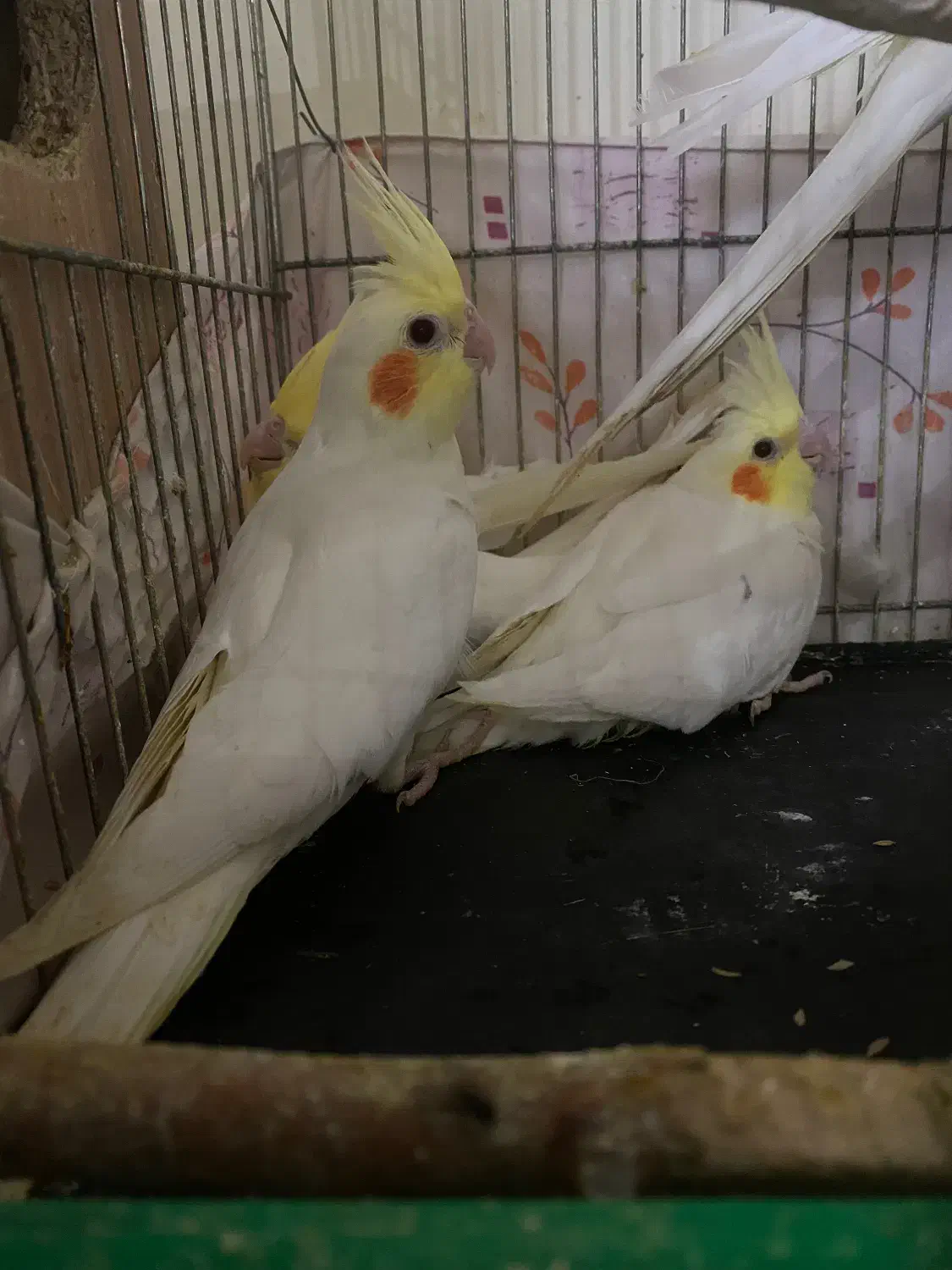 عروس هلندی وکوتوله بریزیلی|پرنده|گلبهار, شهر جدید گلبهار|دیوار