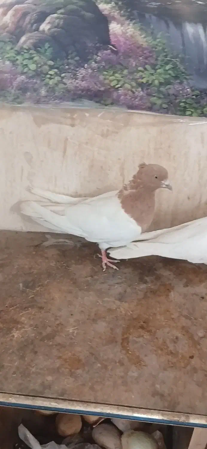 کله ای وطوقی|پرنده|اسفرورین, |دیوار