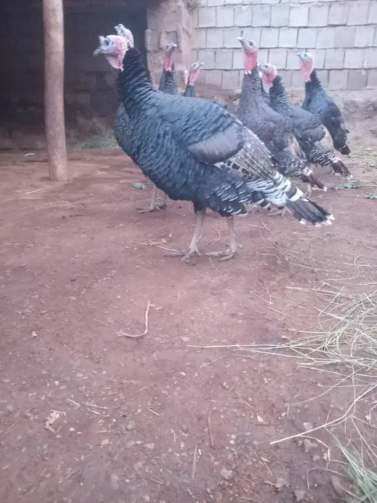 بوقلمون|حیوانات مزرعه|قره ضیاالدین, |دیوار