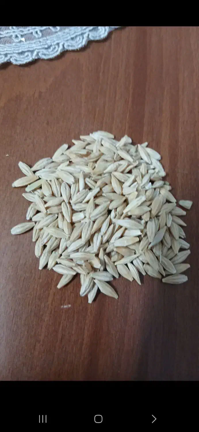 فروش سویا برزیل وجو ذرت|لوازم جانبی حیوانات|سراب, |دیوار