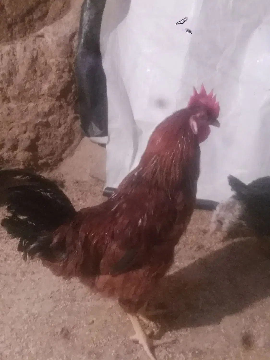 معاوض بامرغ تخم گذار|حیوانات مزرعه|بیجار, |دیوار