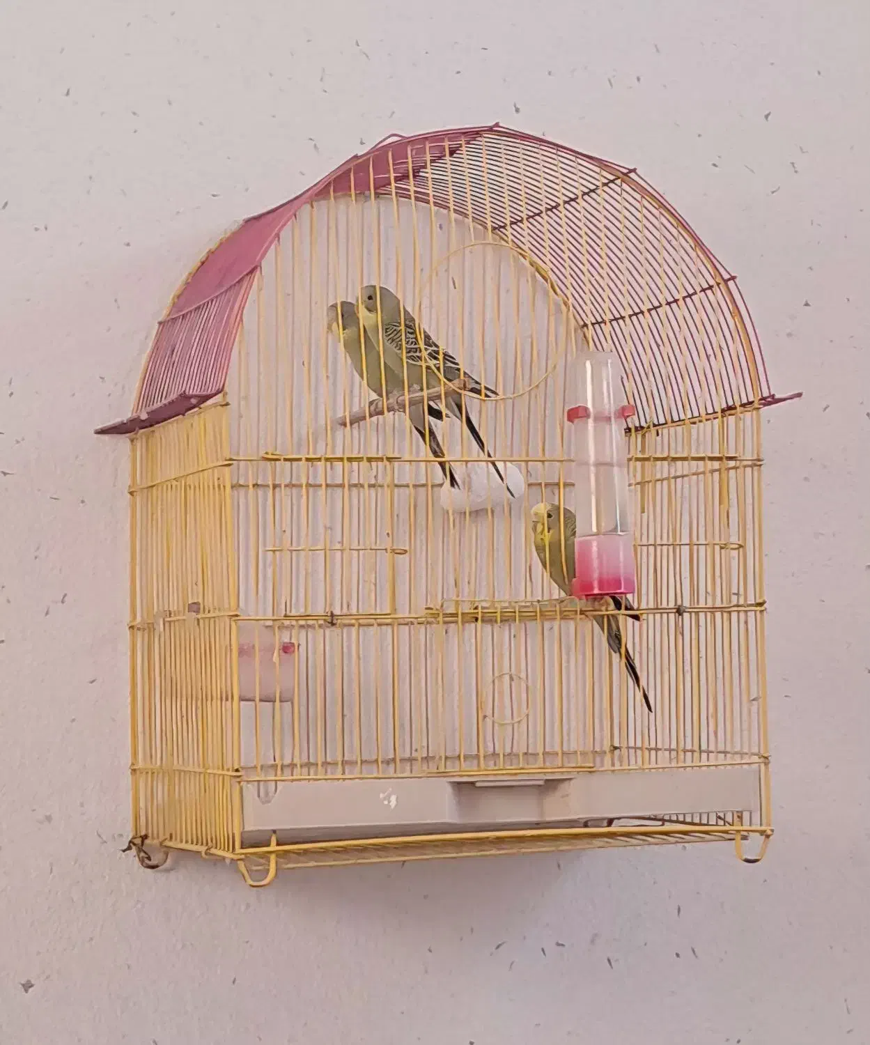 مرغ عشق|پرنده|شیراز, بازار|دیوار