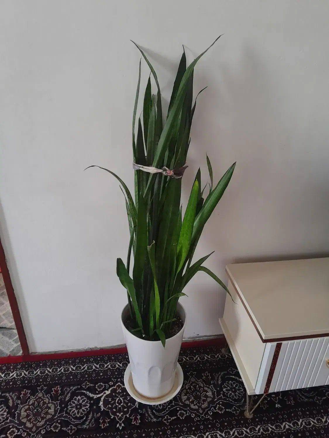 گل های خانگی|گل و گیاه طبیعی|دهگلان, |دیوار