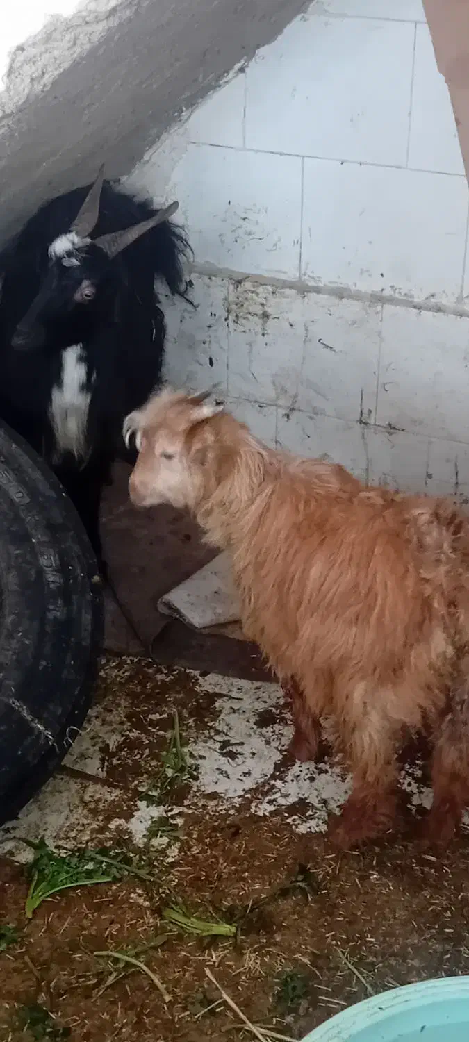 بزوکهره|حیوانات مزرعه|شیراز, کوشک میدان|دیوار