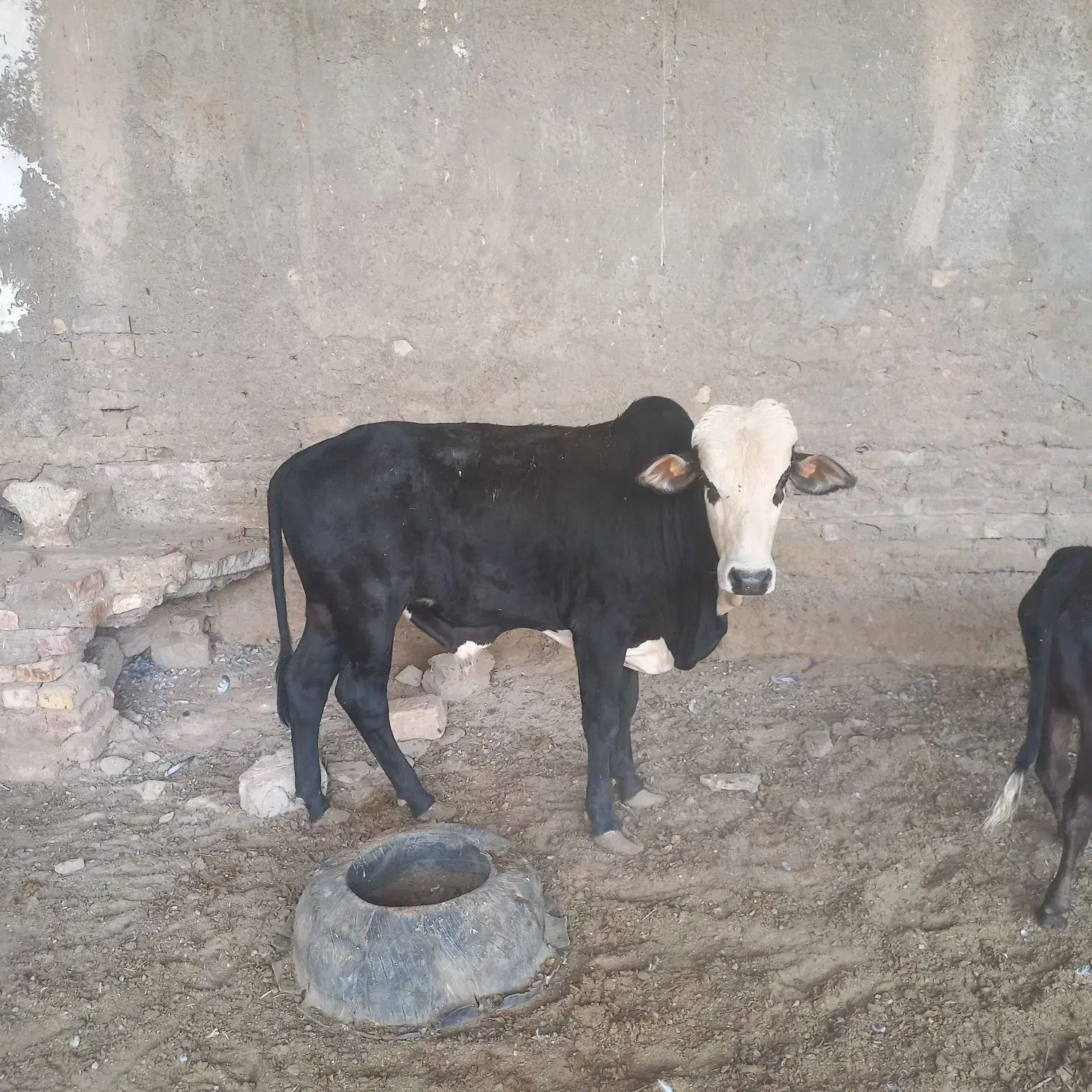 گوساله نره|حیوانات مزرعه|زابل, |دیوار