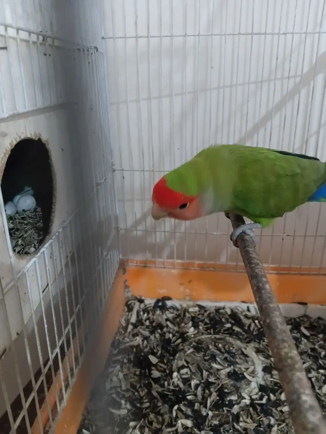 مولد ۱۰۰درصد|اسباب‌بازی بچه|مشگین شهر, |دیوار