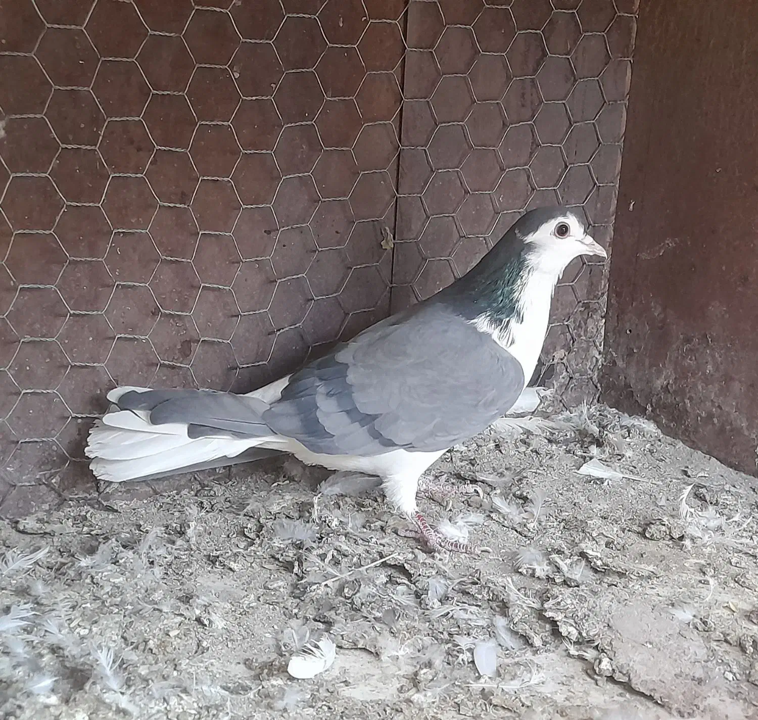 کبوتر ماده دمگیر بومی سفت وظالم عروسک|پرنده|فلاورجان, |دیوار
