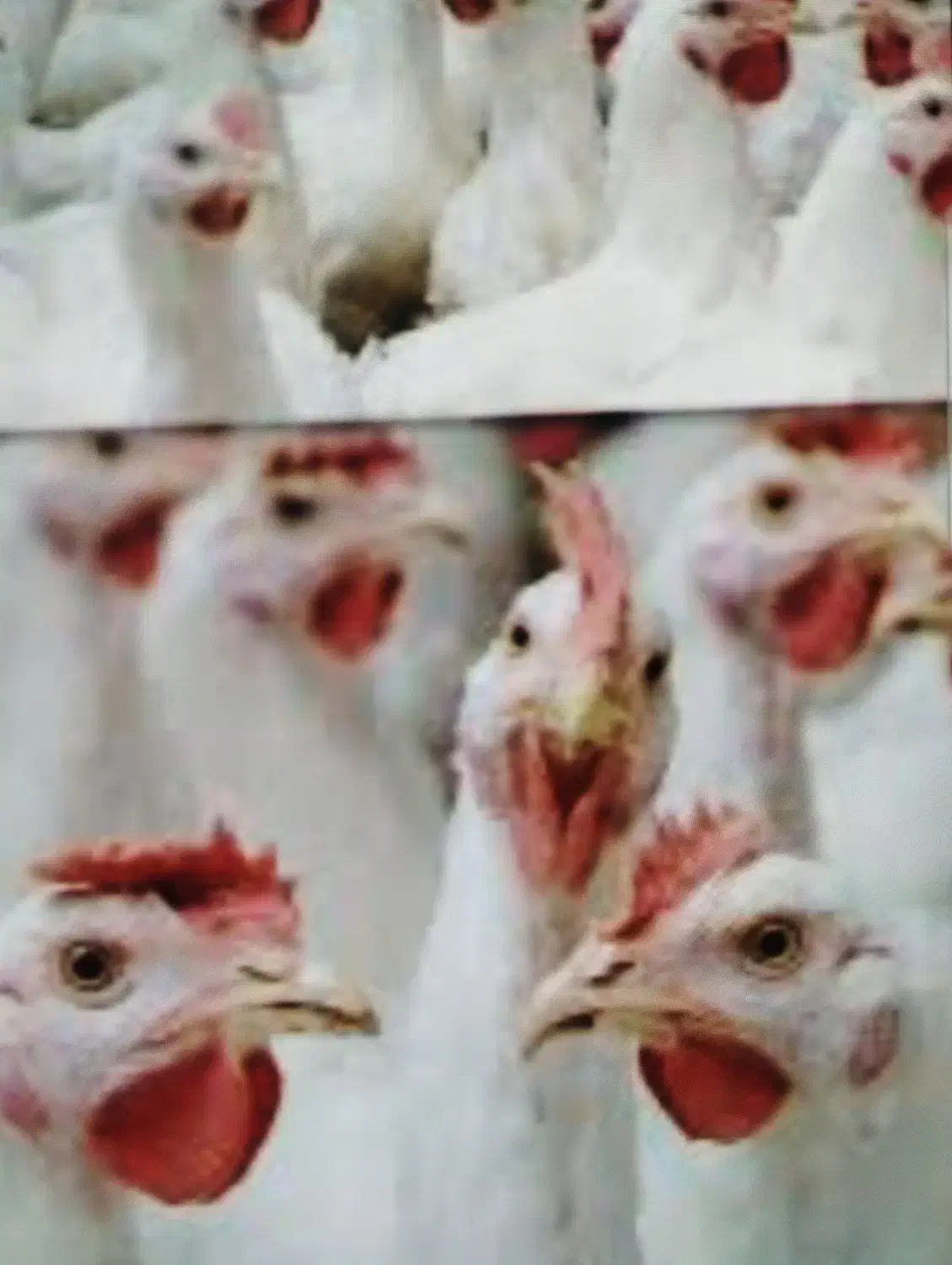 کود مرغ سالنی درجه یک|خدمات باغبانی و درختکاری|جیرفت, |دیوار