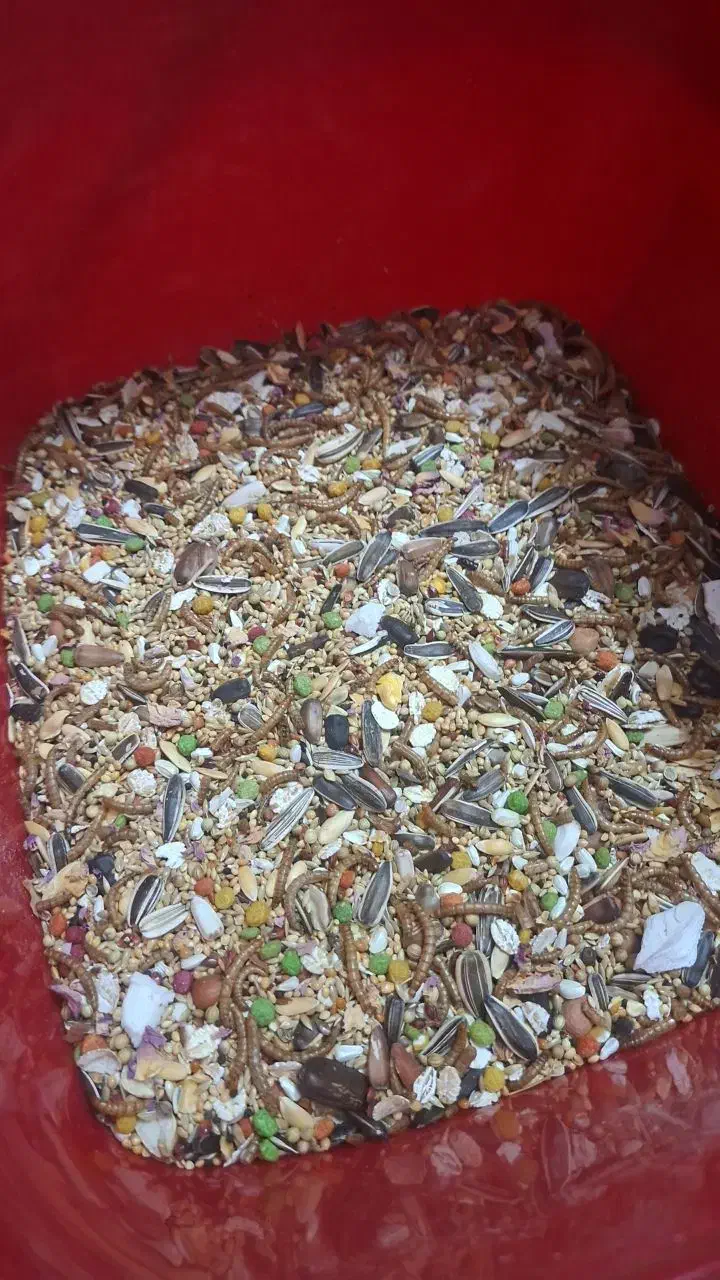 عروس هلندی ماده|پرنده|حمیدیا, |دیوار