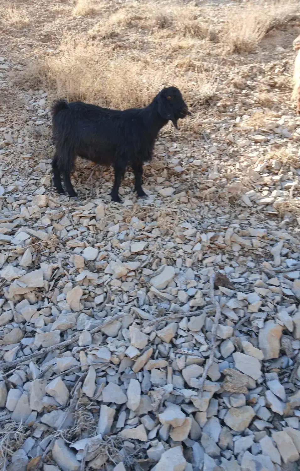 یه عددبزجوان آبستن بفروش میرسد|حیوانات مزرعه|سیوان, |دیوار
