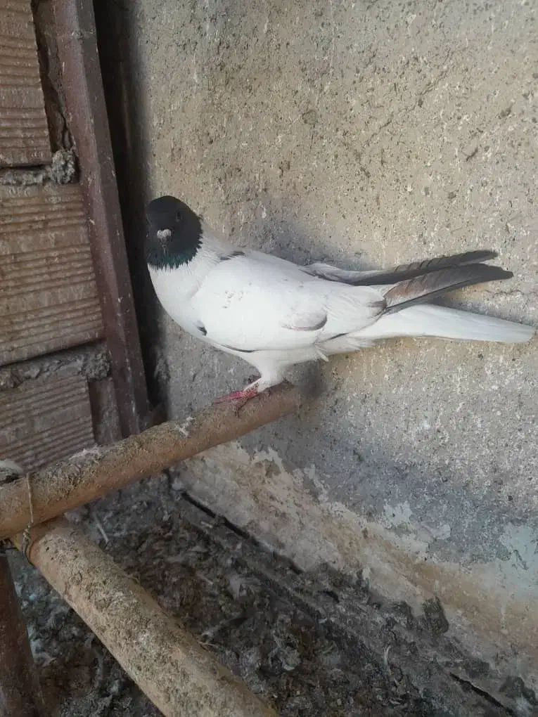 کبوتر پرشی روس|پرنده|شاهین‌شهر, گزبرخوار|دیوار