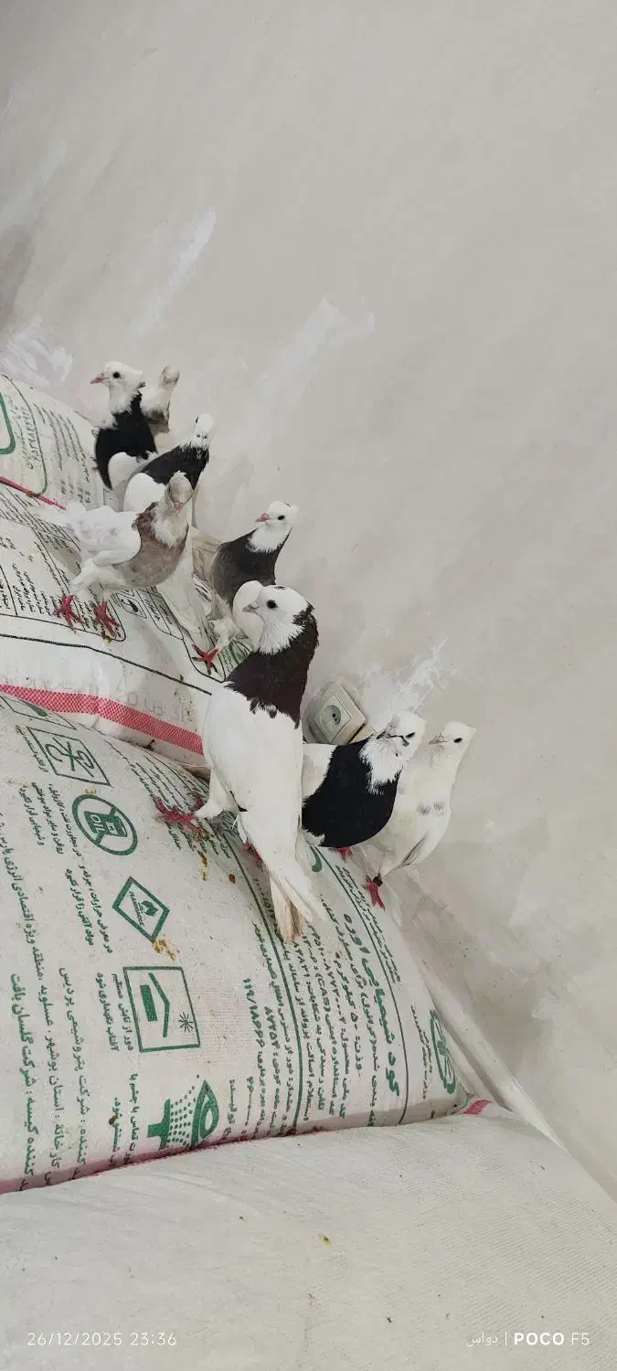 طوقی|پرنده|اهواز, شریعتی جنوبی|دیوار