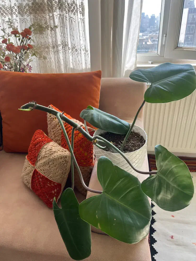 گل های شاداب|گل و گیاه طبیعی|شیراز, لاله|دیوار