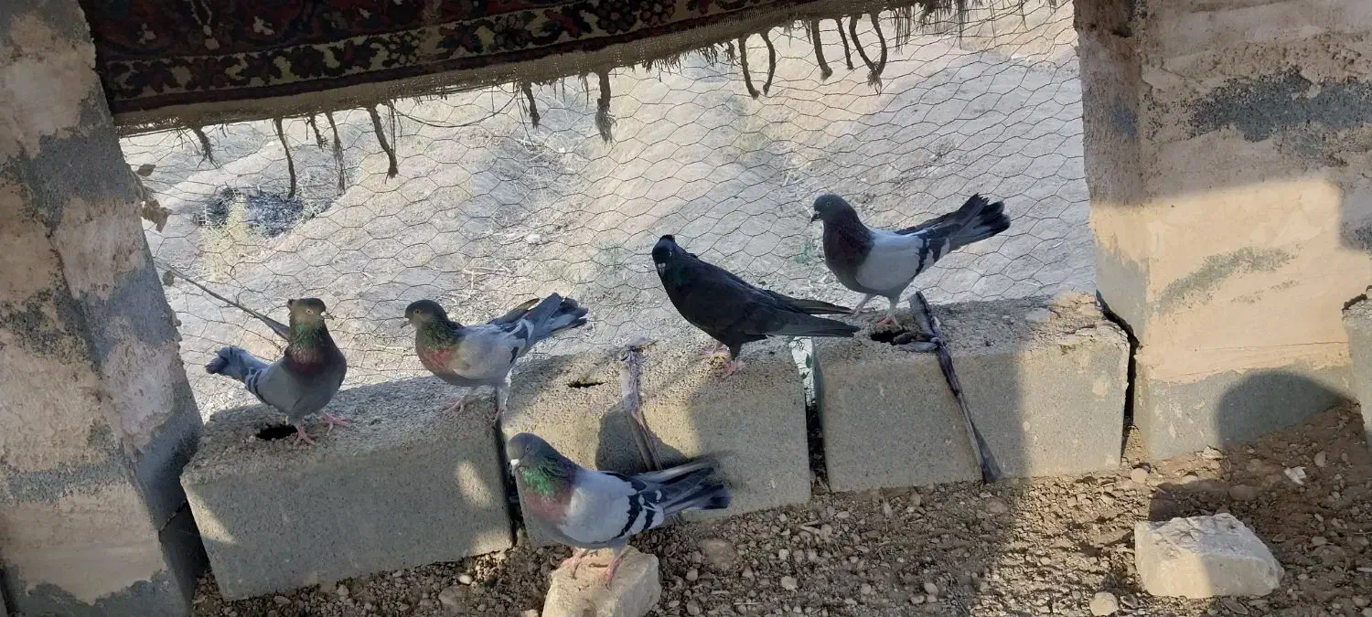 کبوتر اصفهانی|پرنده|برخوار, |دیوار