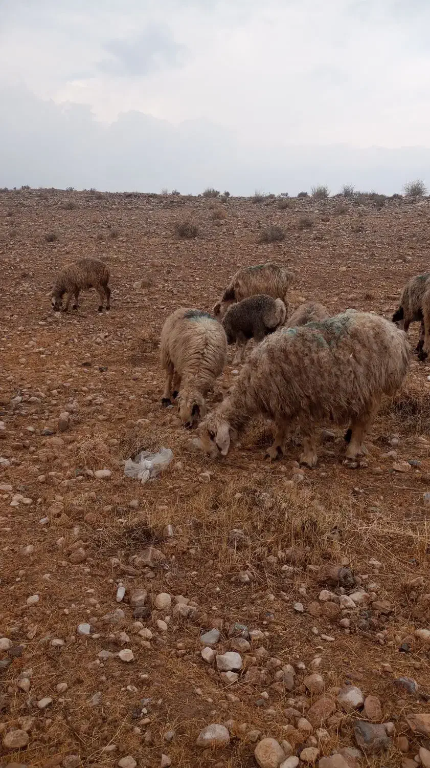 میش بره دار و آبستن قوچ (گوسفند)|حیوانات مزرعه|کازرون, |دیوار