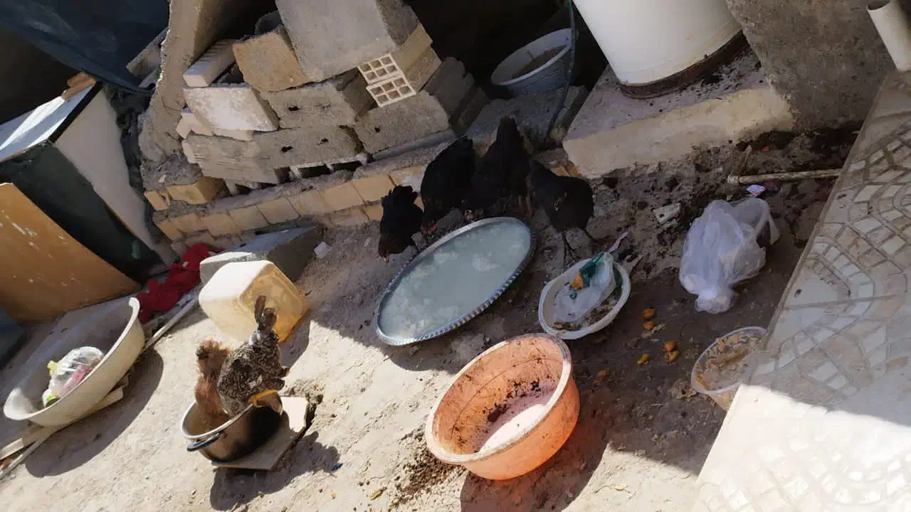 مرغ خروس ونیمه بزرگ|حیوانات مزرعه|بندر امام خمینی, |دیوار