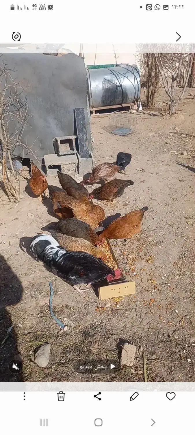 مرغ و خروس|حیوانات مزرعه|مشکین‌دشت, |دیوار