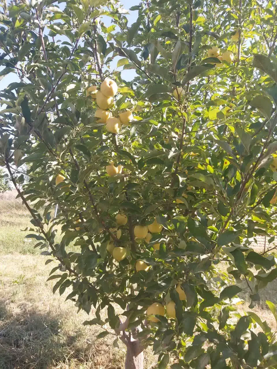 فروش باغ کنار جاده ترانزیت زنجان تبریز اسفجین|فروش دفتر صنعتی، کشاورزی، تجاری|زنجان, |دیوار