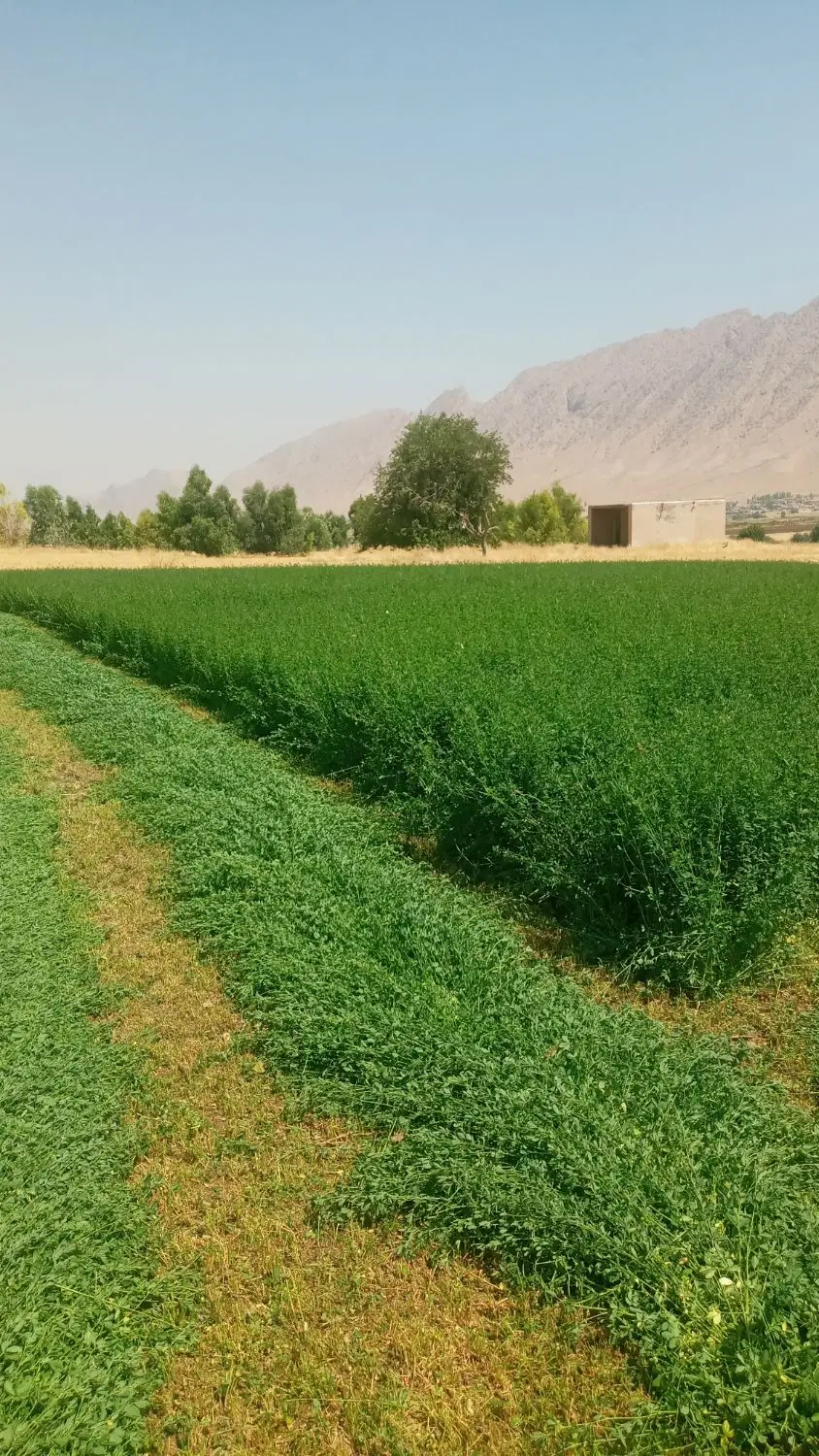 یونجه|لوازم جانبی حیوانات|سرپل ذهاب, |دیوار