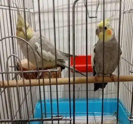 عروس هلندی و فنچ نرگسی|پرنده|دزفول, |دیوار