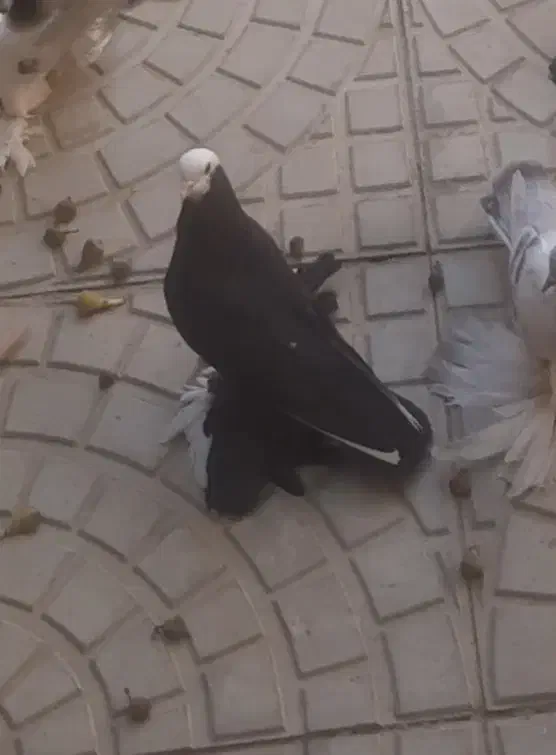 قره قجله نر|پرنده|میاندوآب, |دیوار