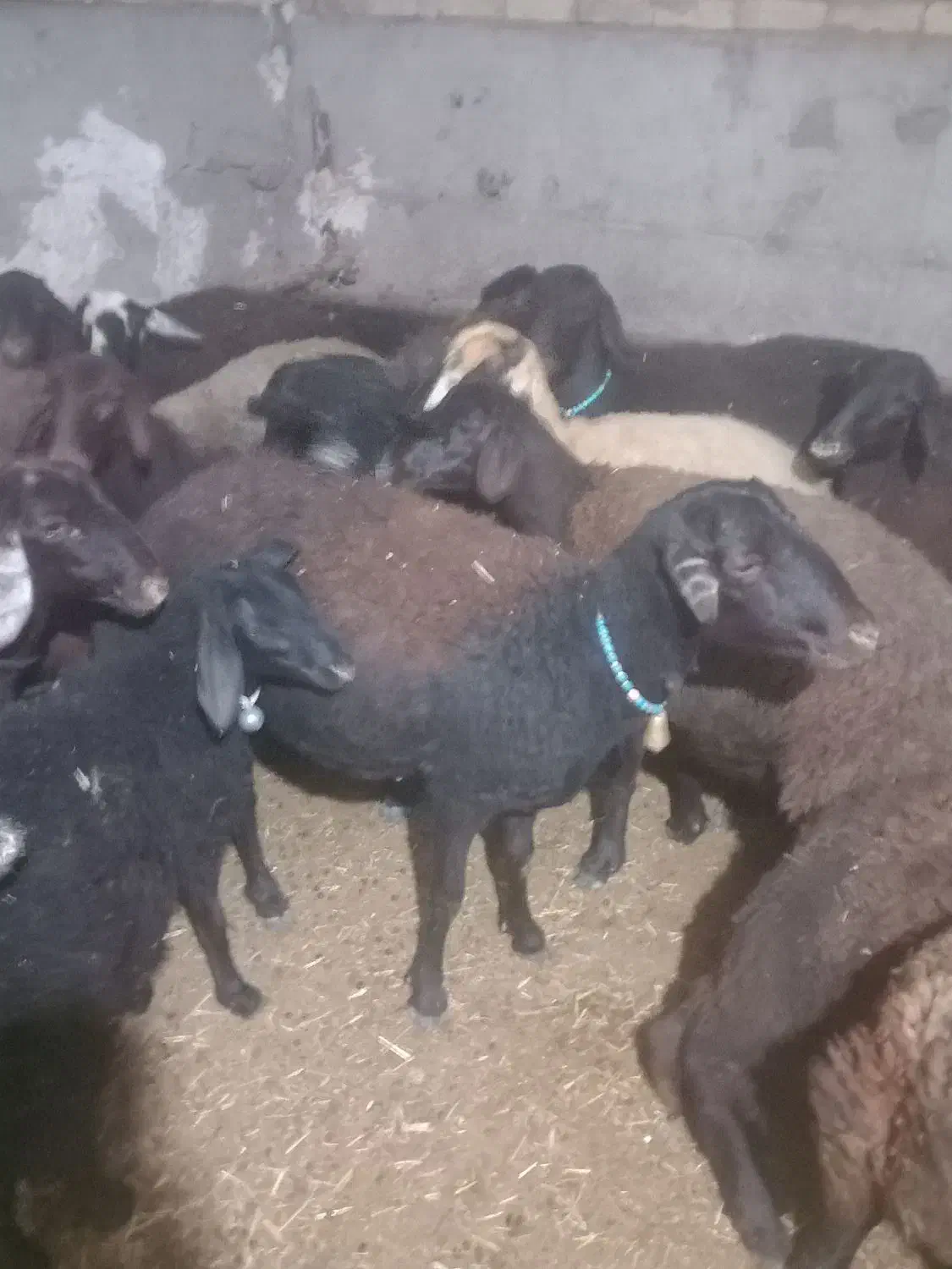 بره  شیشک|حیوانات مزرعه|زنجانرود, |دیوار