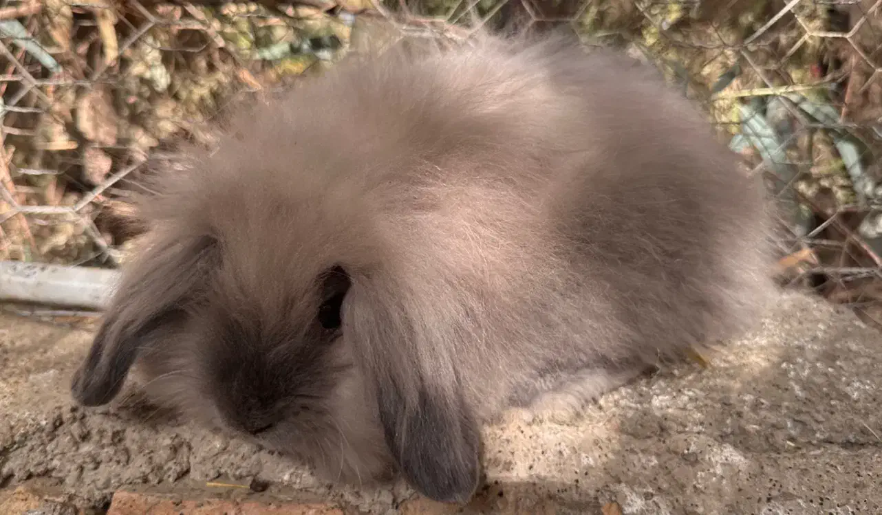 خرگوش لوپ نر|موش و خرگوش|پیشوا, |دیوار