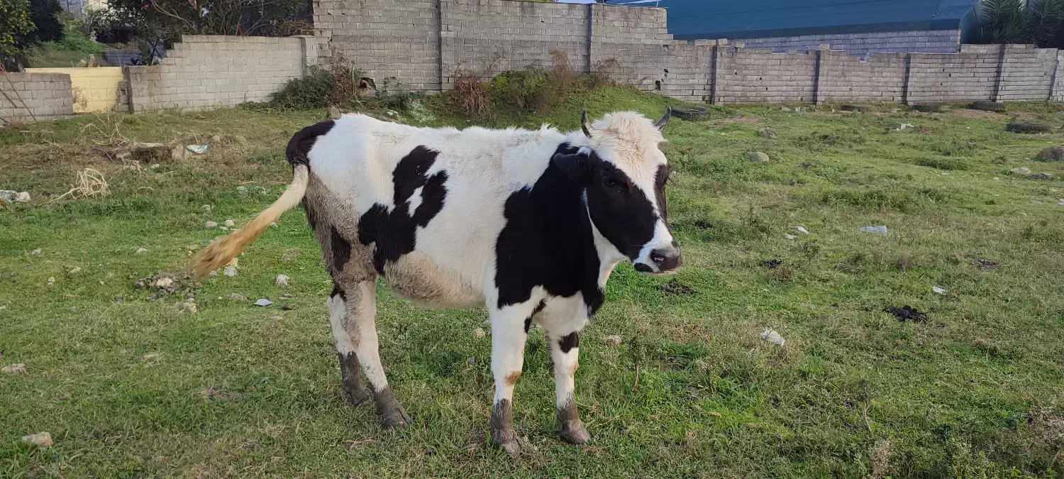 تلیسه|حیوانات مزرعه|سلمانشهر, |دیوار