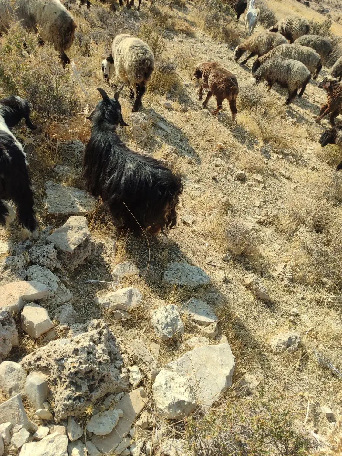 بزکهره دار|حیوانات مزرعه|ارژن, |دیوار