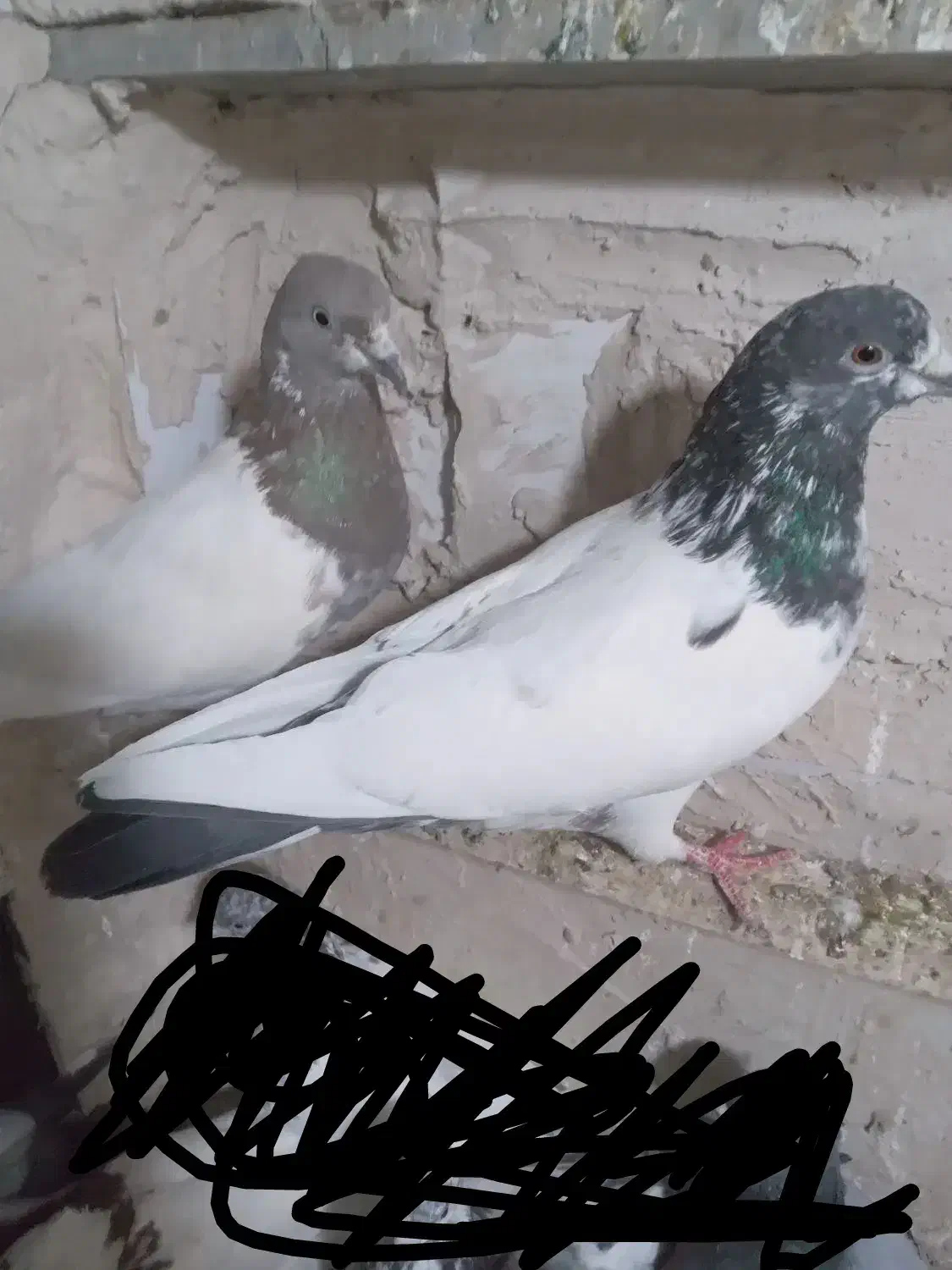 کبوتر|پرنده|سرپل ذهاب, |دیوار