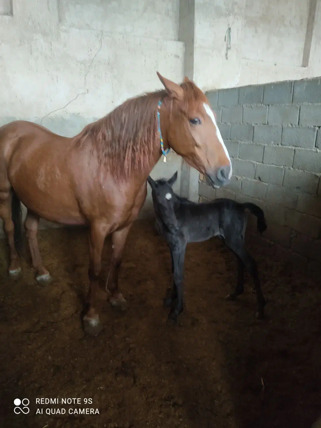 اسب|اسب و تجهیزات اسب‌سواری|اصفهان, عباس‌آباد|دیوار