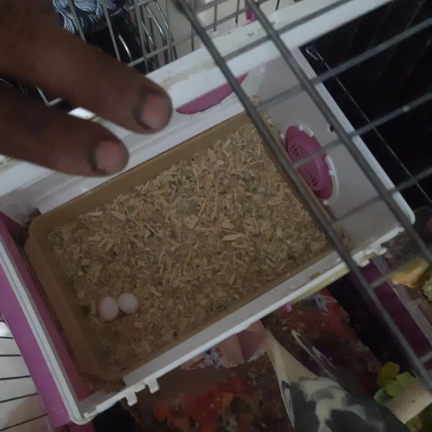 عروس هلندی مولد|پرنده|بومهن, |دیوار