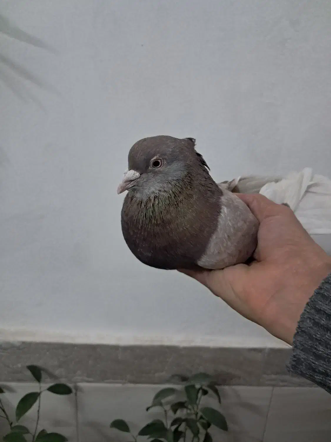 کبوتر کفتر|پرنده|هشتگرد, گلسار|دیوار