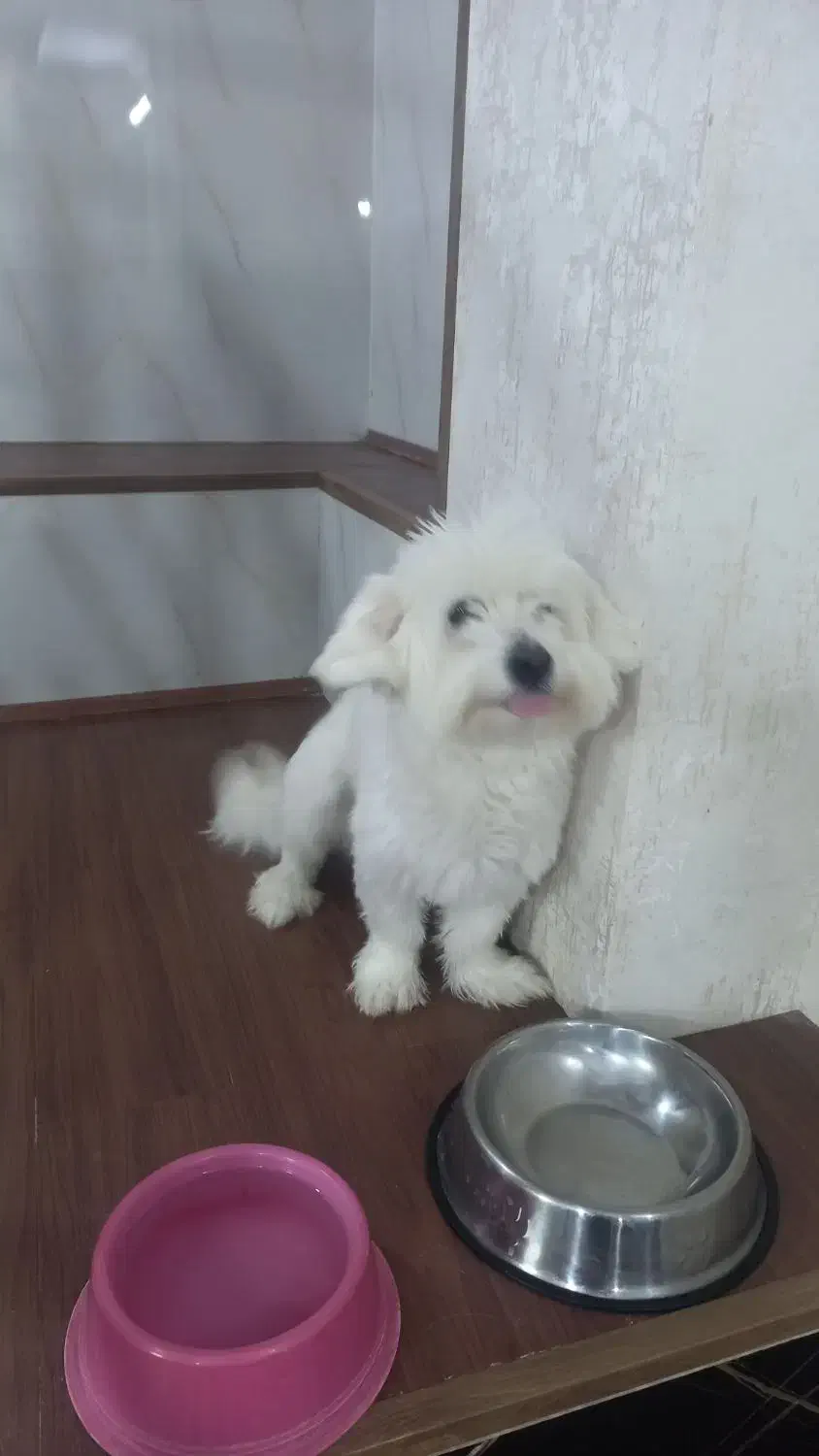 واگذاری سگ شیتزو|سگ|قم, نیروگاه|دیوار