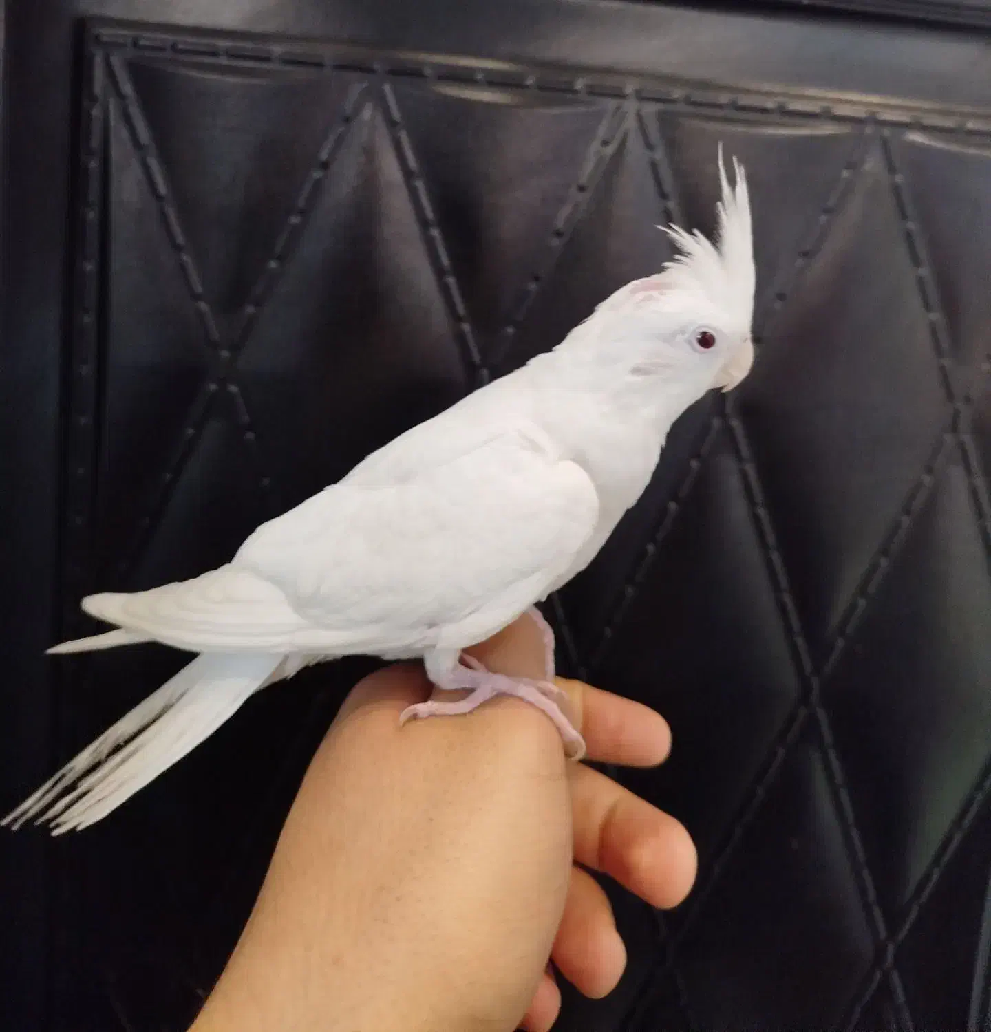 عروس هلندی آلبینو|پرنده|تربت‌حیدریه, پیشکوه|دیوار