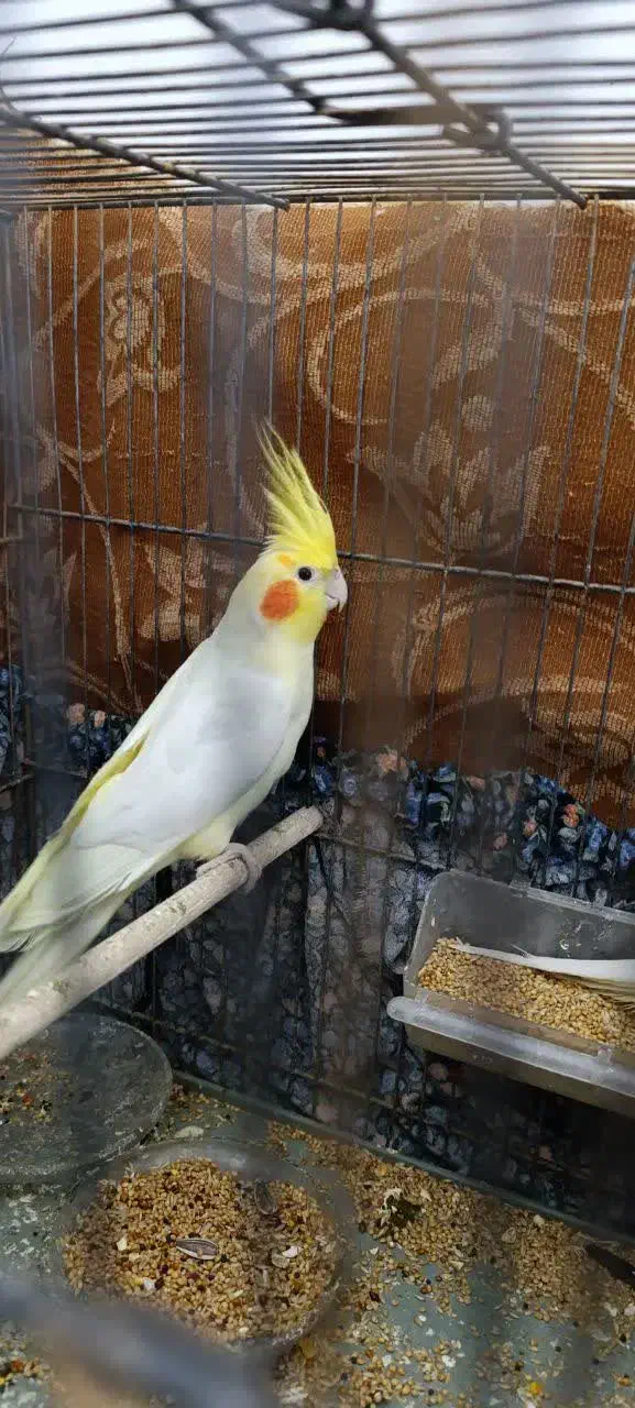 عروس هلندی نر|پرنده|اهواز, کوی مندلی(سه راه خرمشهر)|دیوار