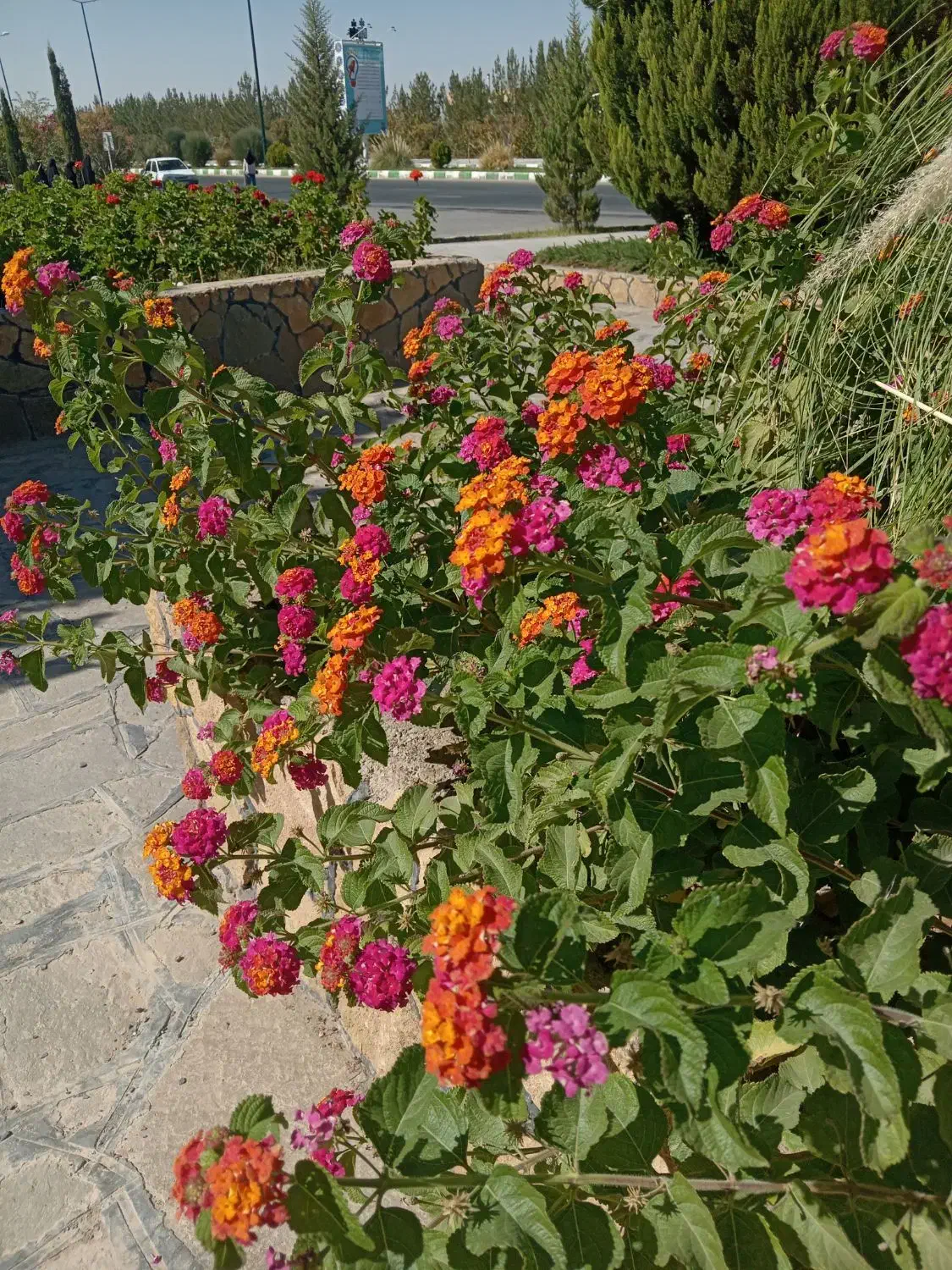 گل آپارتمانی|گل و گیاه طبیعی|بیرجند, |دیوار