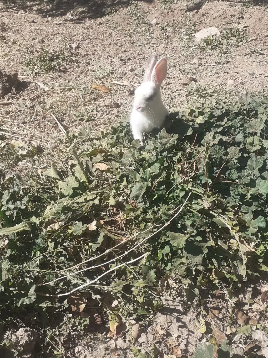 خرگوش نر|موش و خرگوش|سنقر, |دیوار