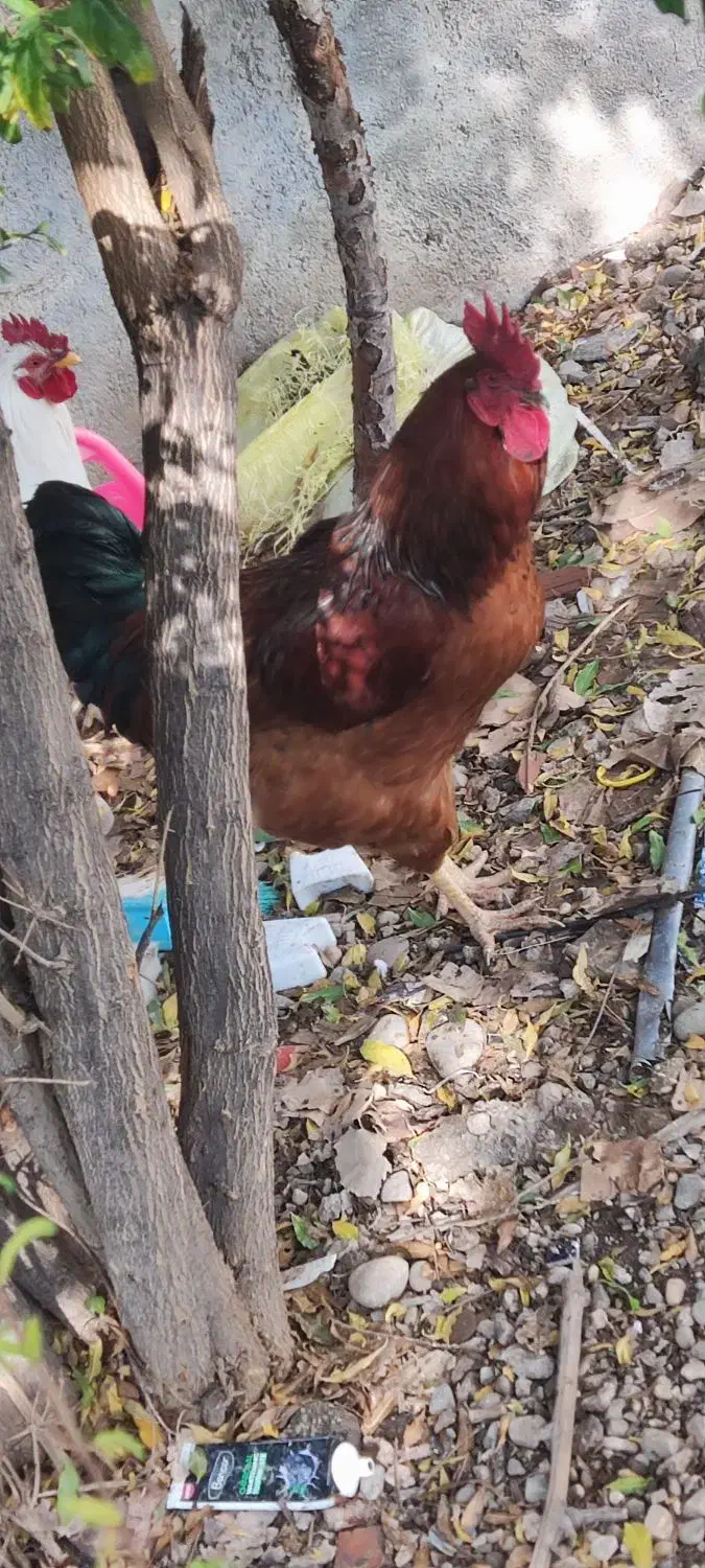 معاوضه با مرغ|حیوانات مزرعه|آزادشهر, |دیوار