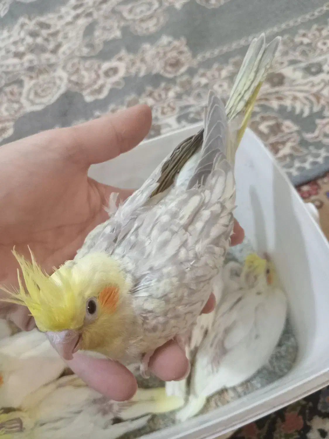 جوجه عروس هلندی ۵۰ روزه|پرنده|اصفهان, رهنان|دیوار