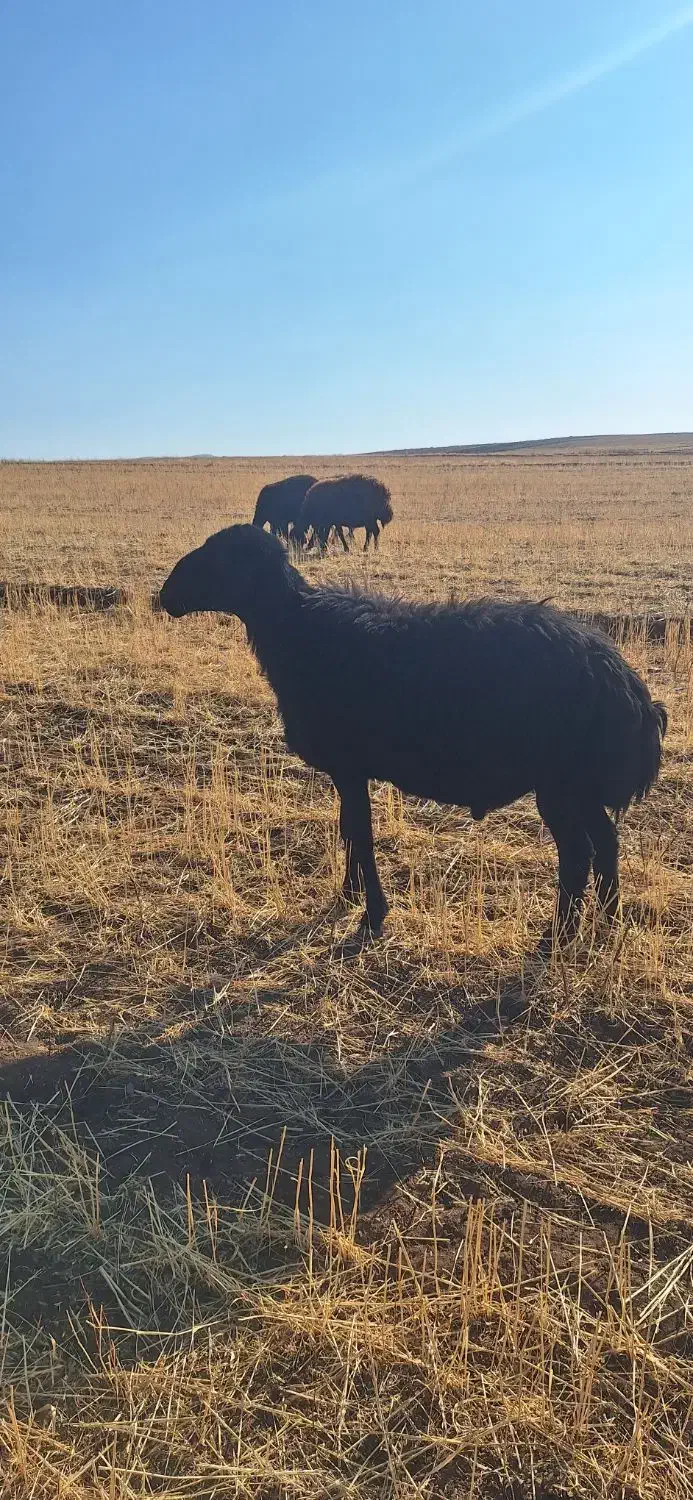 قوچ مشکی|حیوانات مزرعه|تیکمه داش, |دیوار