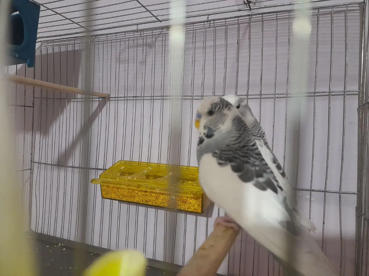 معاوضه کبوتر قناری مرغ عشق انگلیسی طوطی برزیلی|پرنده|محمدشهر, کوی بهار|دیوار