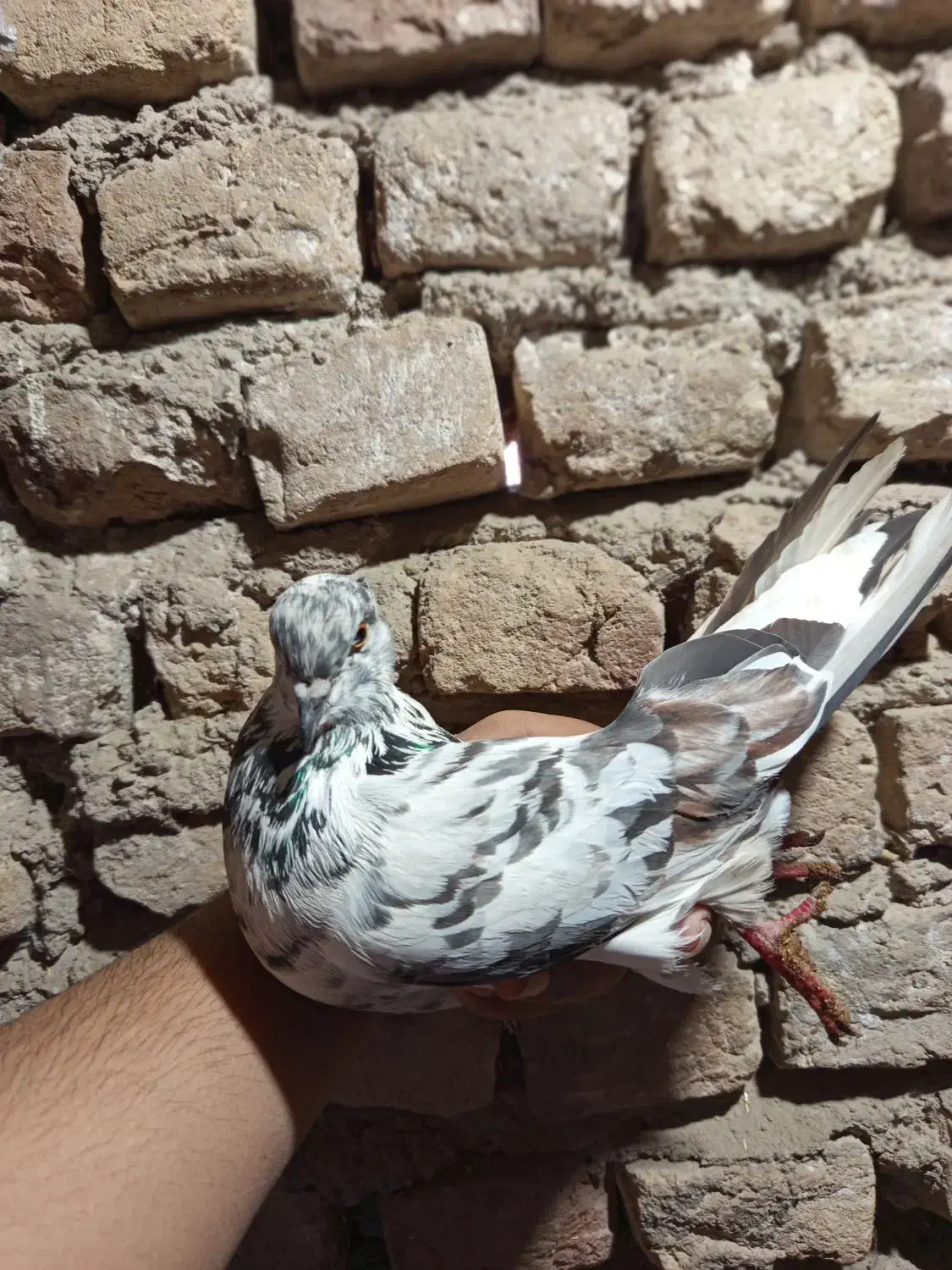 کبوتر|پرنده|فاضل آباد, |دیوار