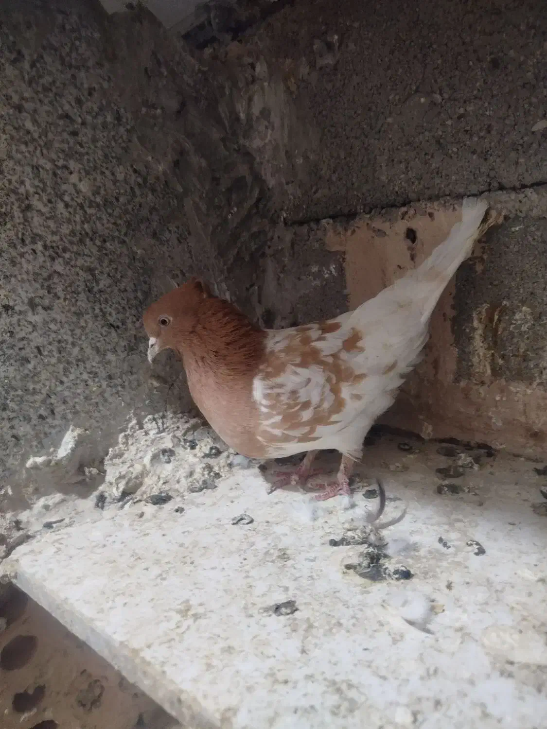 کبوتر تهرونی|پرنده|پاکدشت, کبودگنبد|دیوار