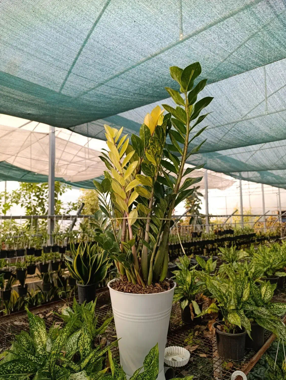 گلفروشی آمیتیس|گل و گیاه طبیعی|گنبد کاووس, |دیوار