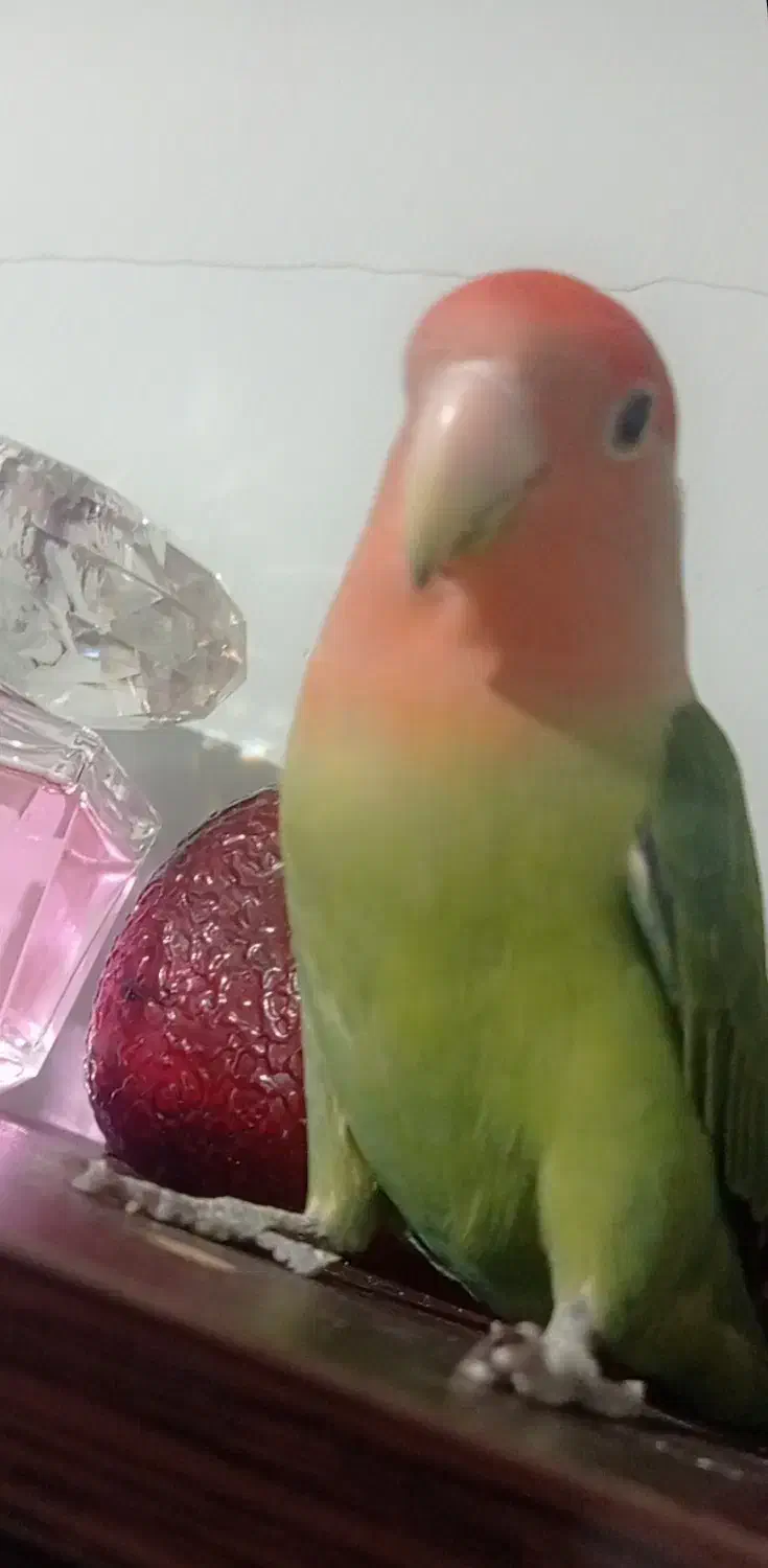 پرنده|پرنده|اسلام‌‌آباد غرب, |دیوار