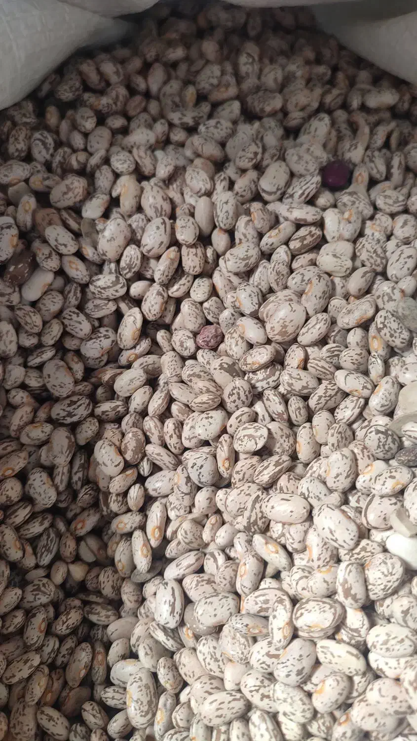 لوبیا چیتی لرستان|خوردنی و آشامیدنی|اندیمشک, |دیوار