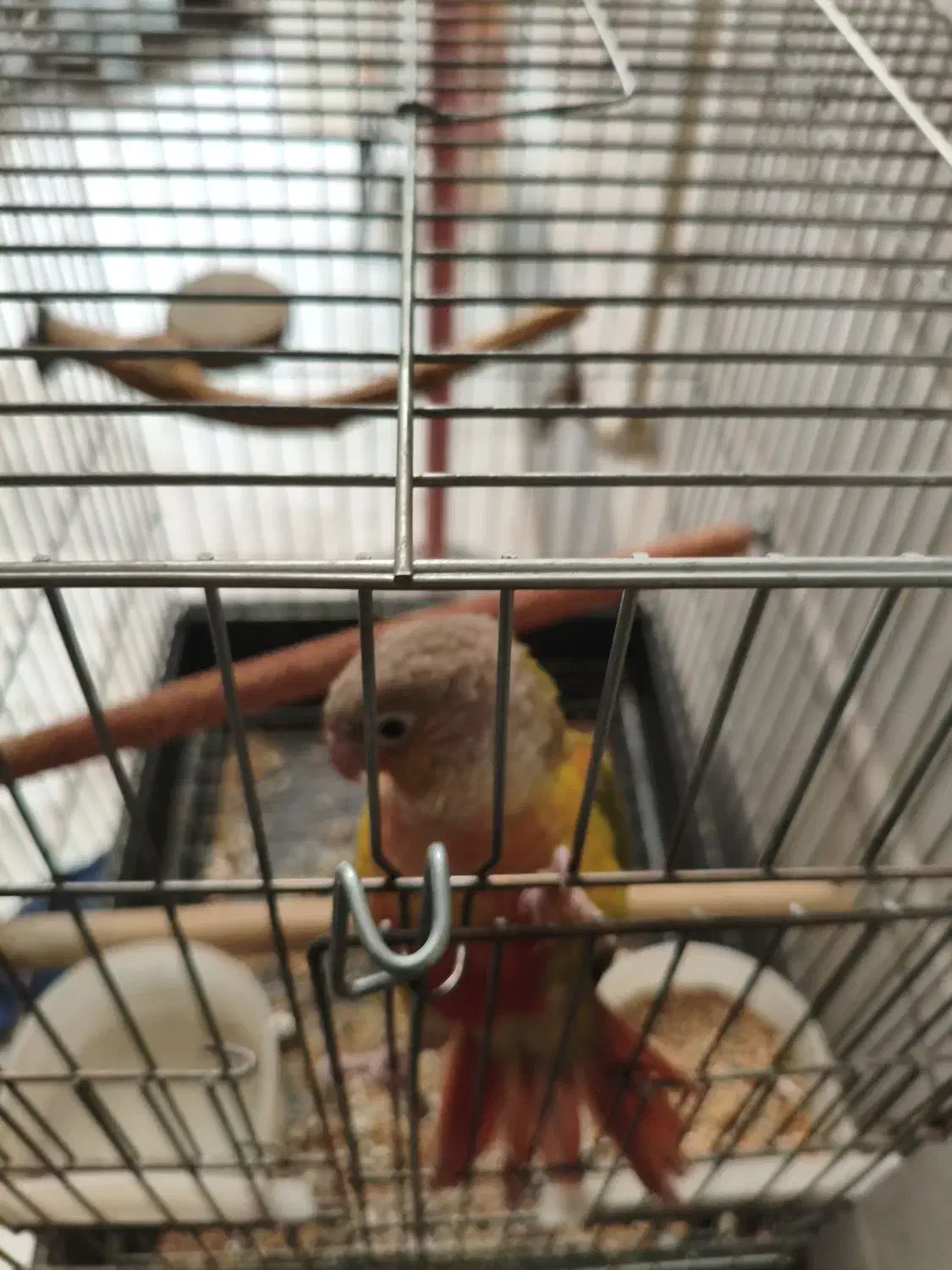 طوطی گیرینچیک|پرنده|تهران, حکیمیه|دیوار