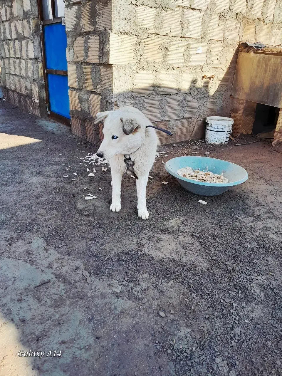 هاسکی|سگ|نیشابور, دربقاضی|دیوار