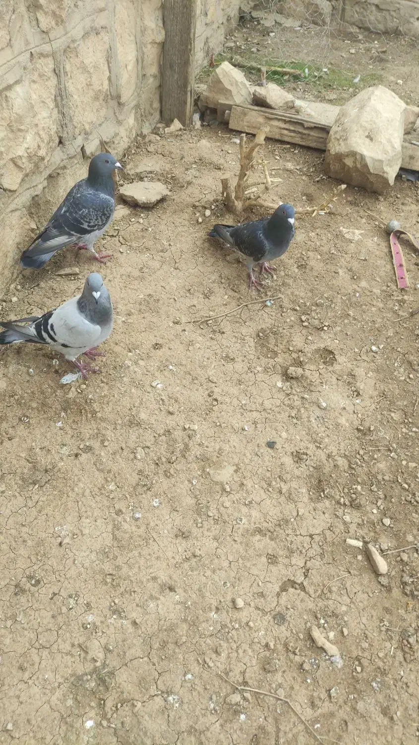 کبوتر پلاکی|پرنده|لردگان, |دیوار